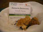 ramaria flavescens